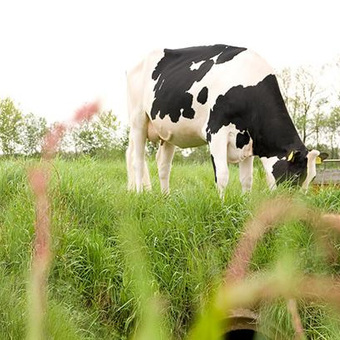 GEDROOGDE KOEMEST: DÉ BASIS VOOR JE (MOES-)TUIN