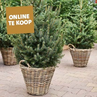 Koop nu je kerstboom in onze winkels of online