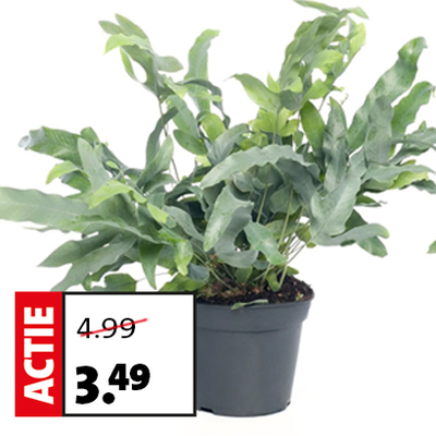 Blauwvaren (Phlebodium aureum 'Blue Star') D 14 H 40 cm