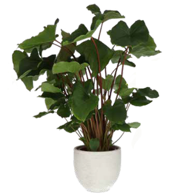 Flamingoplant van 17.99 voor 12.99