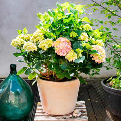 Hortensia (Hydrangea macrophylla). Diverse kleuren, hoogte 40 cm potmaat 21 cm, exclusief pot. Extra stevig en buiten gekweekt. Per stuk 12.99 Nú 2 voor 19.99