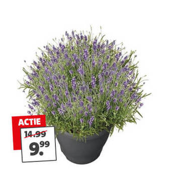 Lavendula van 14.99 voor 9.99