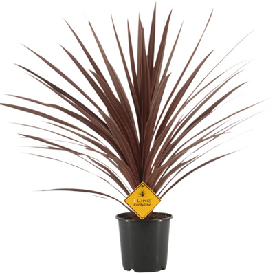 Cordyline australis ‘Red Star’ van 27.99 voor 19.99