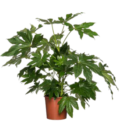 Vingerplant (Fatsia japonica) Nu voor 11.99 