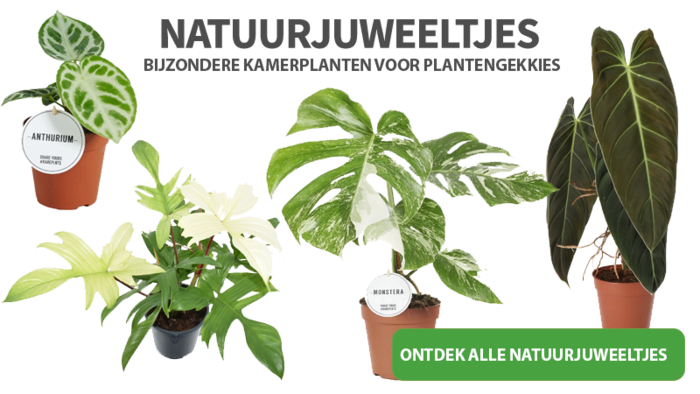 Natuurjuweleetjes. Ontdek alle Special editions kamerplanten