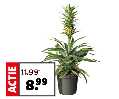 Ananasplant (Bromelia) van 11.99 voor 8.99