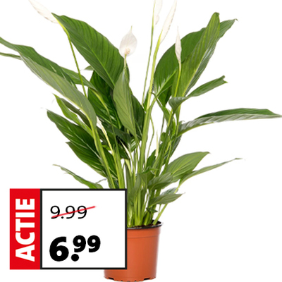 Lepelplant (Spathiphyllum 'Bingo Cupido') D 17 H 65 cm. Van 9.99 voor 6.99