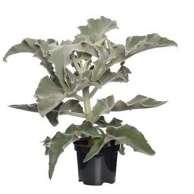 Olifantsoor (Kalanchoë beharensis). Nu van 39.99 voor 37.99