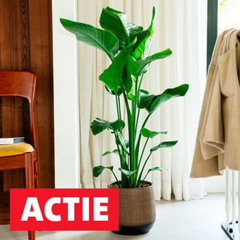 Diverse grote kamerplanten deze week extra voordelig