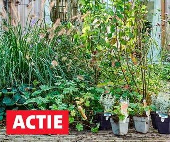 Heel veel tuinplanten in de aanbieding