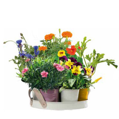 Dienblad met zaden voor eetbare bloemen van 12.99 voor 10.99