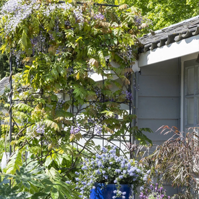 Natuurlijke tuinafscheidingen: klimplanten