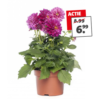 Actie: Dahlia van 8.99 voor 6.99