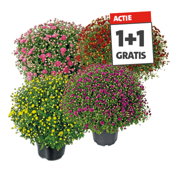 Bolchrysant (Chrysanthemum). Diverse kleuren, hoogte 45 cm, bol Ø 40 à 45 cm potmaat 19 cm. Per stuk 4.99 Nú 1+1 gratis