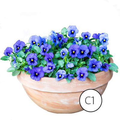 Arrangement Viola cornuta in schaal.* van 7.99 voor 5.99