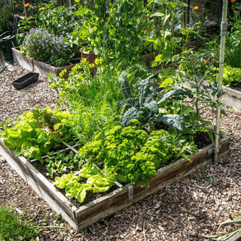 Nu doen in Juli: Moestuin