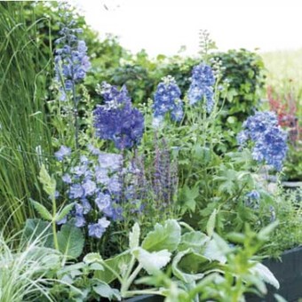 Een border vol Plukbloemen