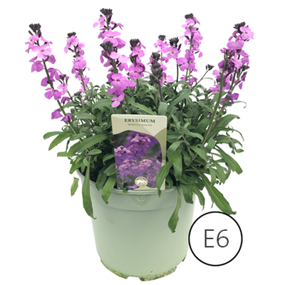 Muurbloem (Erysimum ?Bowles Mauve). van 5.99 voor 3.99