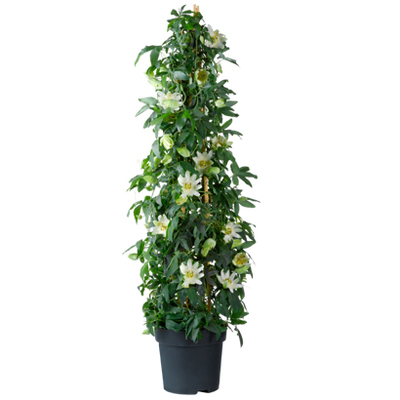 Passiebloem (Passiflora) Diverse soorten hoogte 70 cm potmaat 19 cm Van 12.99 voor 9.99