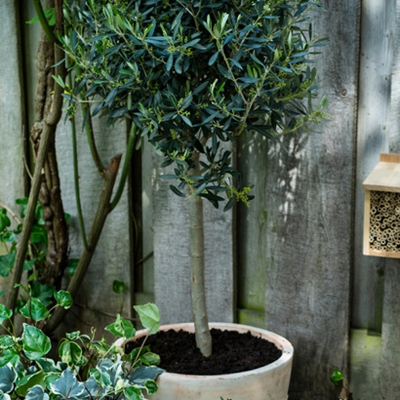 Olijfboompje (Olea europaea). Hoogte 100 cm potmaat 24 cm, exclusief pot. Van 39.99 voor 29.99