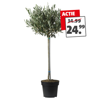 Olijf van 34.99 voor 24.99