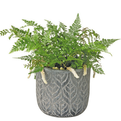 Krulvaren (Nephrolepis ex. ‘Green Lady’). Hoogte 35 cm Potmaat 12 cm Exclusief pot 5.99 3.99