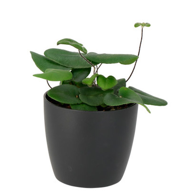 Hartjesvaren (Hemionitis arifolia) Hoogte 30 cm, potmaat 12 cm Exclusief pot Per stuk 2.99 Nú 2 voor 5.-