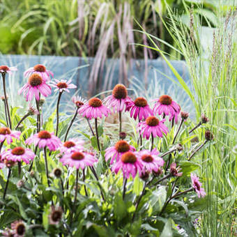 De tuinborder in augustus