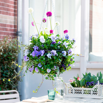 Shop hangpotten om je eigen hanging basket te maken