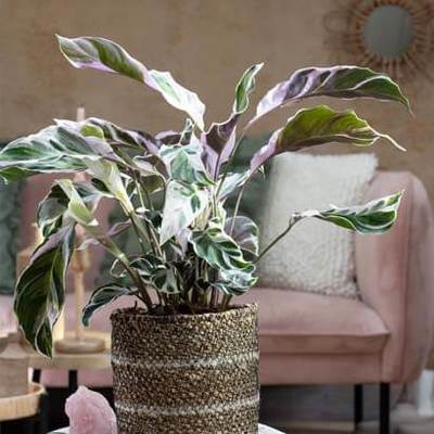 Calathea (Calathea ‘Fusion White’) Nu voor 32.99