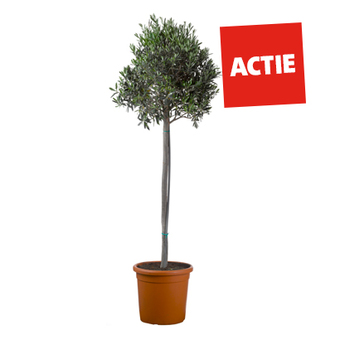 Olijfboom (Olea europaea) op stam. Hoogte 140 cm potmaat 32 cm. 69.99 49.99