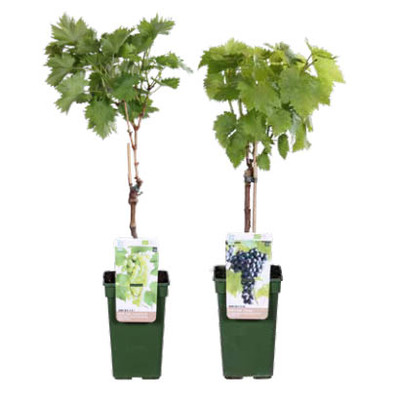 Druif (Vitis vinifera) Diverse soorten Hoogte 70 cm potmaat 19 cm. Van 12.99 voor 8.99