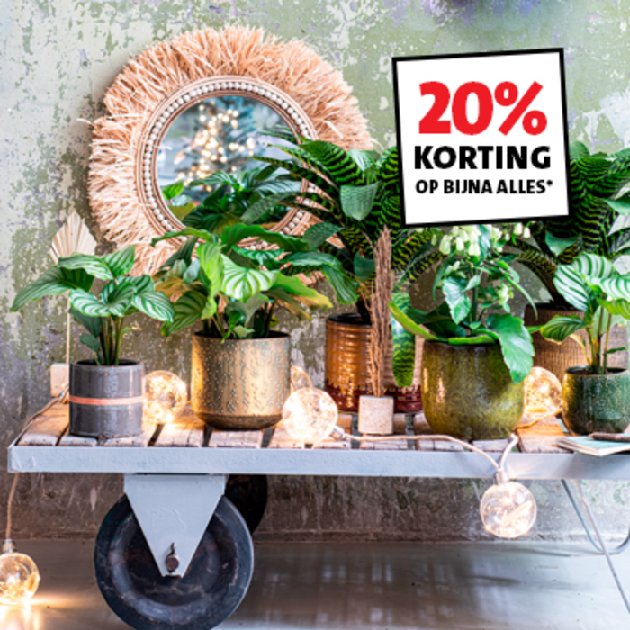 20% korting op bijna alle kamerplanten