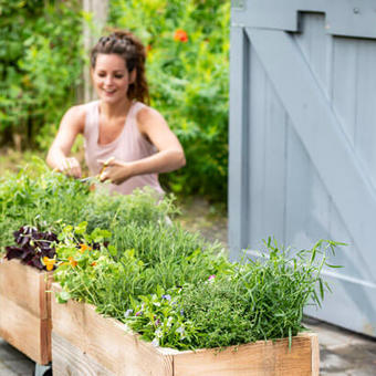 To-do lijst voor de moestuin in september