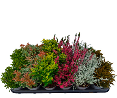 Miniplanten. Diverse soorten. H 10 cm, D vanaf 5.5. cm. Nu 3 voor 5.99