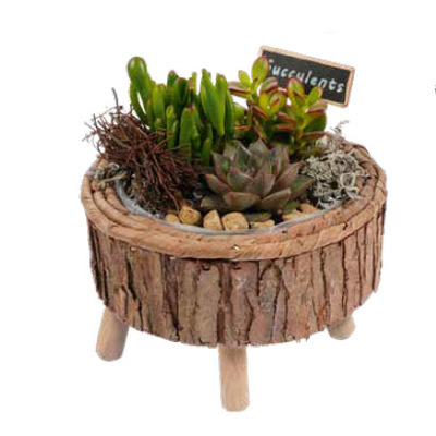 Arrangement succulenten van 14.99 voor 12.99