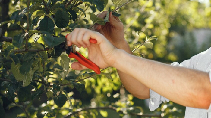 Snoeien in juli: Ontdek welke planten een snoeibeurt nodig hebben