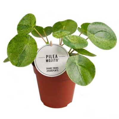 Bonte pannenkoekplant (Pilea pep. ‘Mojito’) Hoogte 20 cm Potmaat 13 cm voor 24.99