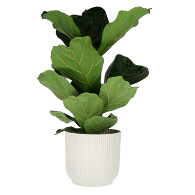 Eeuwige vlam (Calathea crocata) Hoogte 35 cm potmaat 14 cm. Van 11.99 voor 7.99