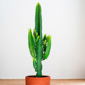 Cactussen en vetplanten