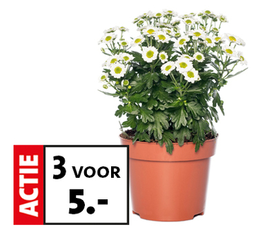 Toscaanse Jasmijn. H 100 cm | D 19 cm | Van 14.99 voor 9.99