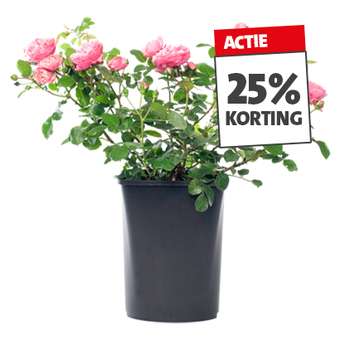 Struikrozen. Diverse soorten en kleuren. Hoogte 60 à 70 cm, potmaat 23 cm. Vanaf 19.99 Nú 25% korting