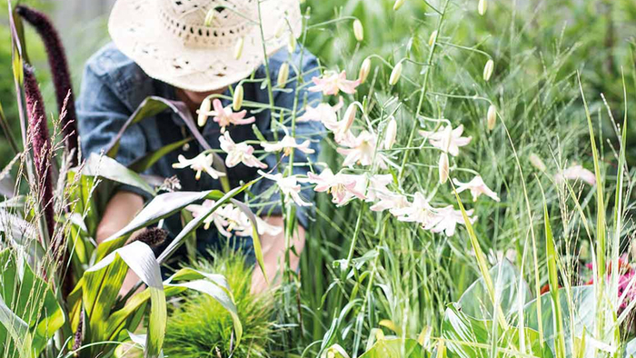 De tuinkalender van augustus. Wat kun je deze maand in de tuin doen?