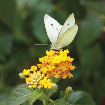 Planten voor vlinders