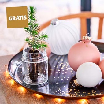 Gratis kerstboomstekje bij aankoop van een Nordmann kerstboom