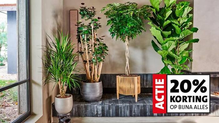 Shop kamerplanten met 20% korting