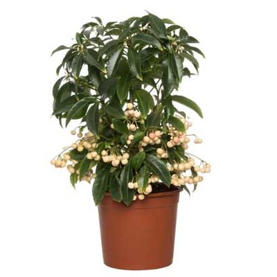 Ardisia (Ardisia crenata) Hoogte 40 cm Potmaat 14 cm van 12.99 voor 9.99