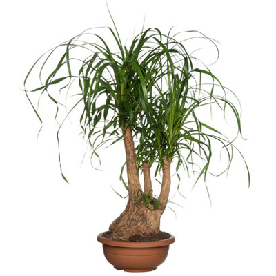 Olifantspoot (Beaucarnea recurvata) Hoogte 80 cm Potmaat 26 cm van 69.99 voor 59.99