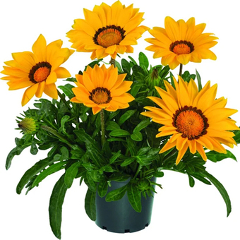 Arrangement zomerbloeiers van 27.99 voor 24.99