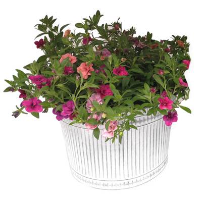 Arrangement minipetunia in zink van 19.99 voor 17.99